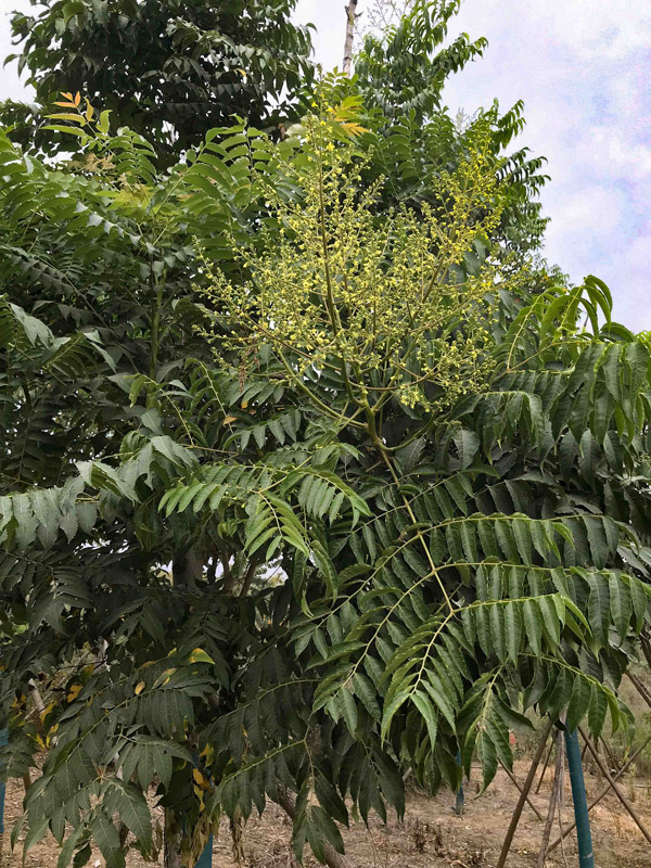 栾树 (2).jpg 栾树 (2).jpg