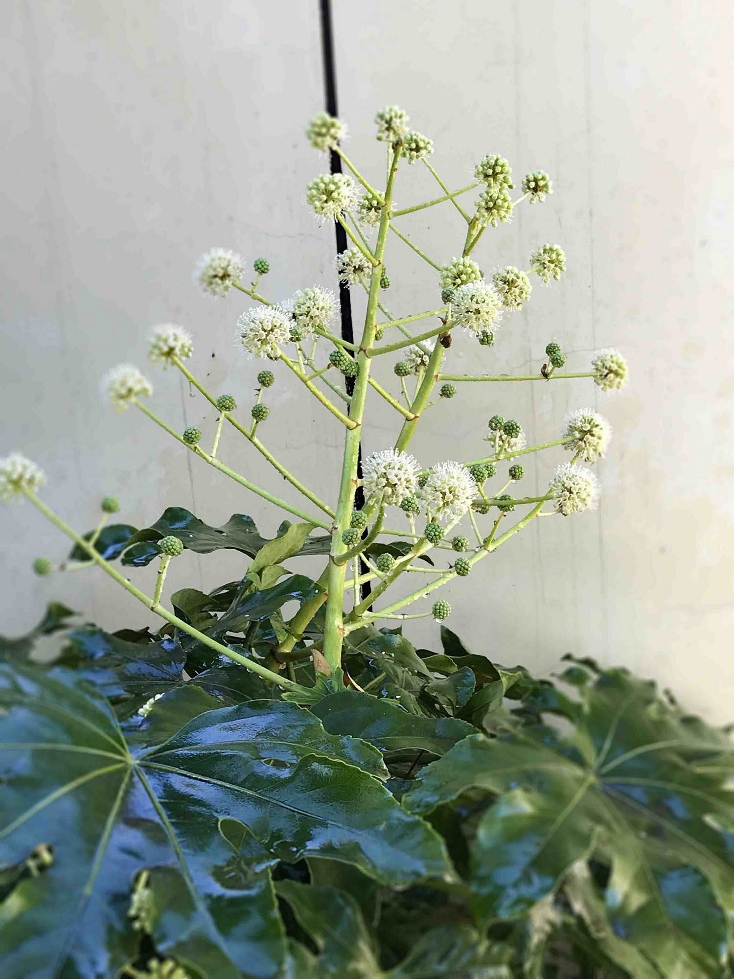 4八角金盘.jpg 4八角金盘.jpg