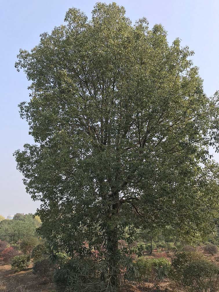 樟树01.jpg 樟树01.jpg