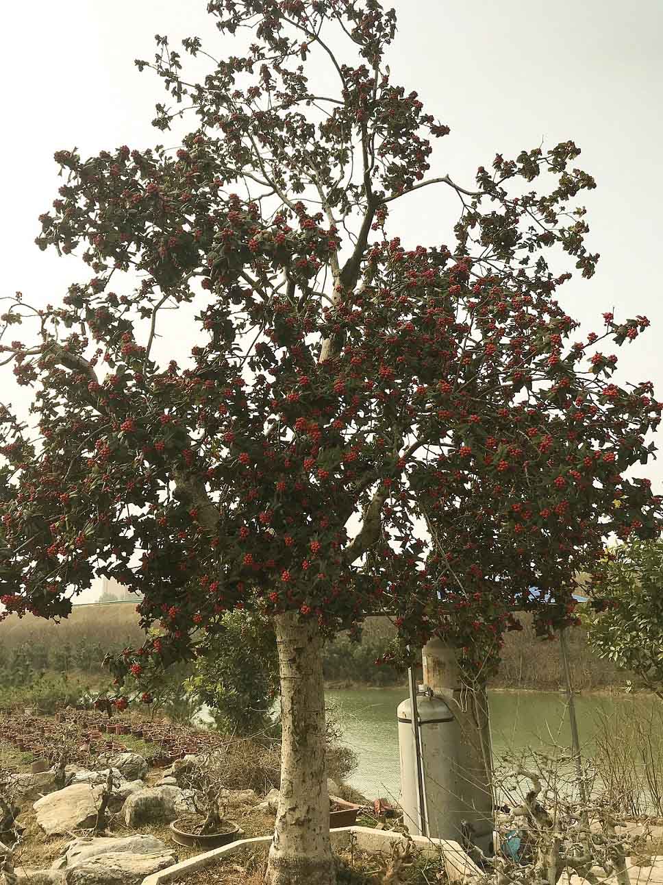 03构骨.jpg 03构骨.jpg