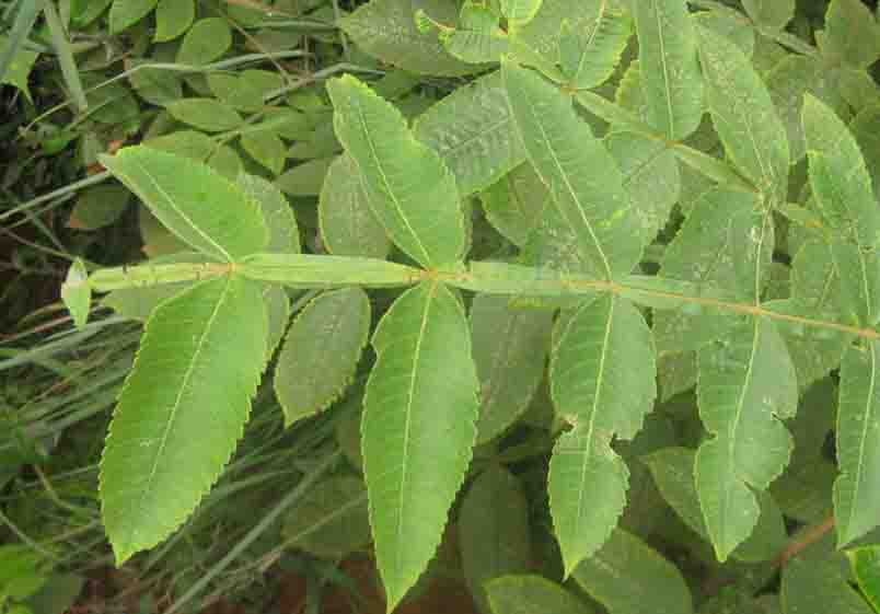 盐肤木叶.jpg 盐肤木叶.jpg