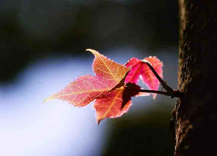 枫香�?.jpg 枫香�?.jpg