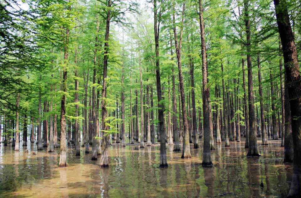 水杉1.jpg 水杉1.jpg