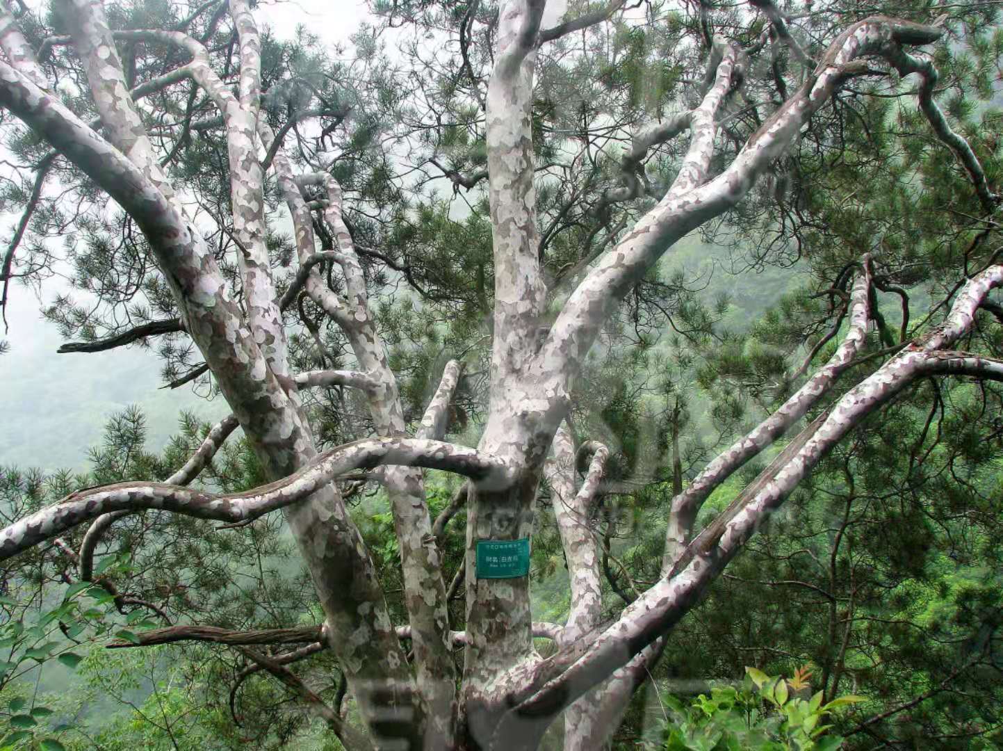 白皮�?1.jpg 白皮�?1.jpg