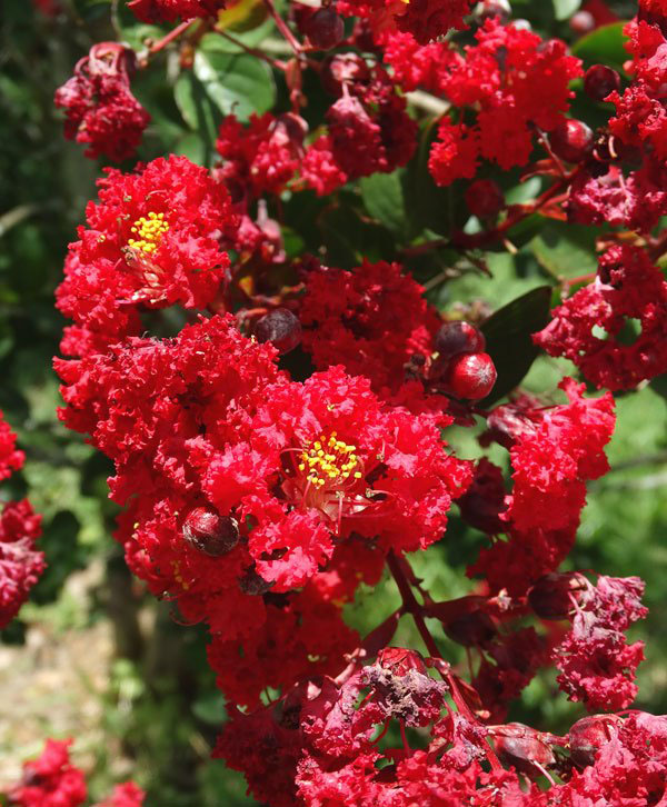 赤薇.jpg 赤薇.jpg