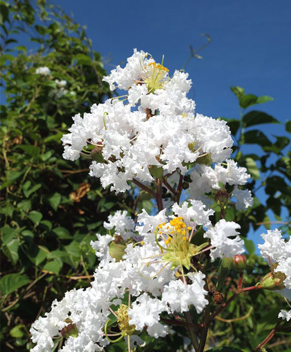 银薇.jpg 银薇.jpg