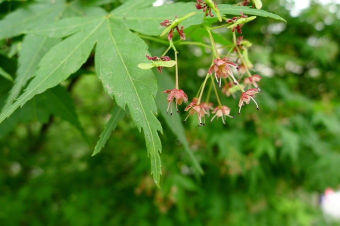 鸡爪槭花11.jpeg 鸡爪槭花11.jpeg