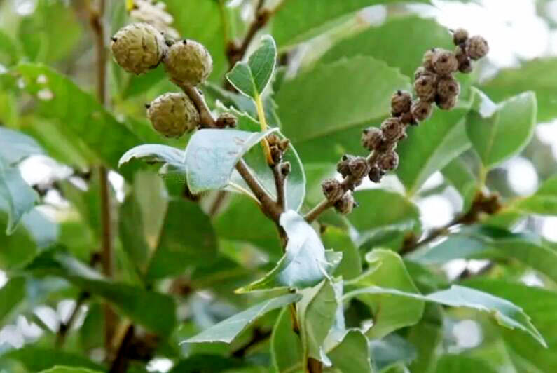 苦槠11.jpg 苦槠11.jpg